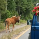 Pagube animale salbatice